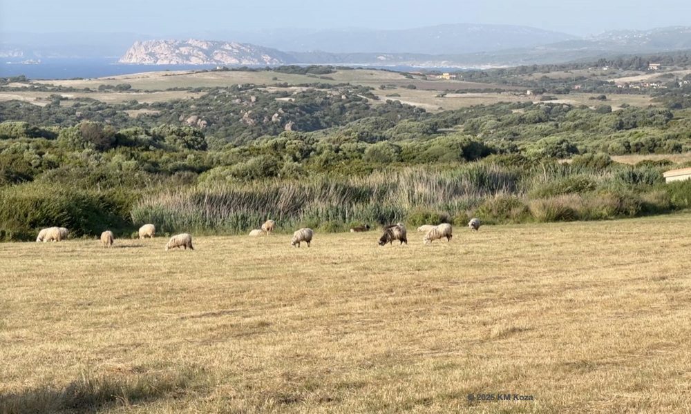 Photo of sheep grazing in a dry grass field in Sardinia, with sea in background.